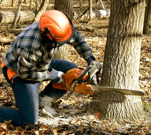 Tree Removal in Six Lakes, MI